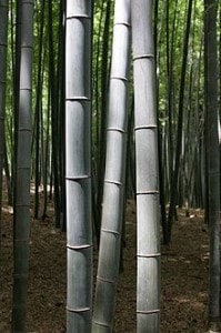 Bamboo