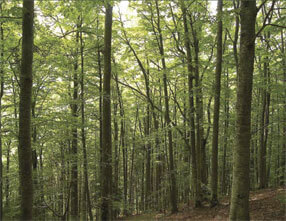Sustainably managed hardwood forest